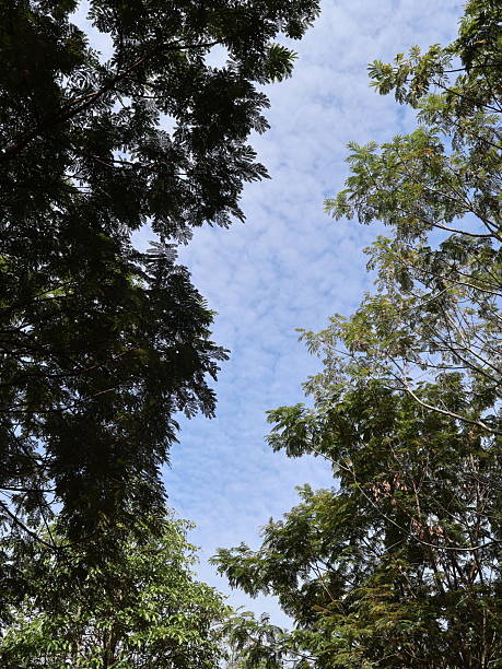 Lush trees framing a bright sky, green foliage creating a natural canopy, ideal for nature-themed projects and relaxation.