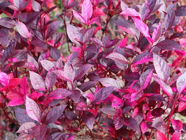 Colorful foliage pattern, vibrant pink and purple leaves creating a decorative background, ideal for nature-themed designs.