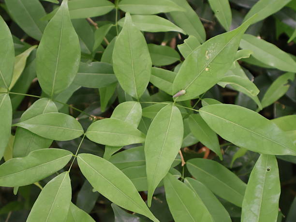 Lush green foliage, vibrant assorted leaves featuring various shapes and textures, ideal for nature-themed projects.