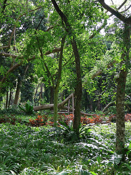 istock Lush green canopy above, thick branches intertwined, sunlight filtering through leaves, tranquil nature scene, perfect for relaxation text. 2246935225