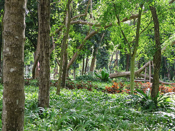 Lush green forest with tall trees, vibrant underbrush, serene environment, perfect for nature-themed projects or relaxation.