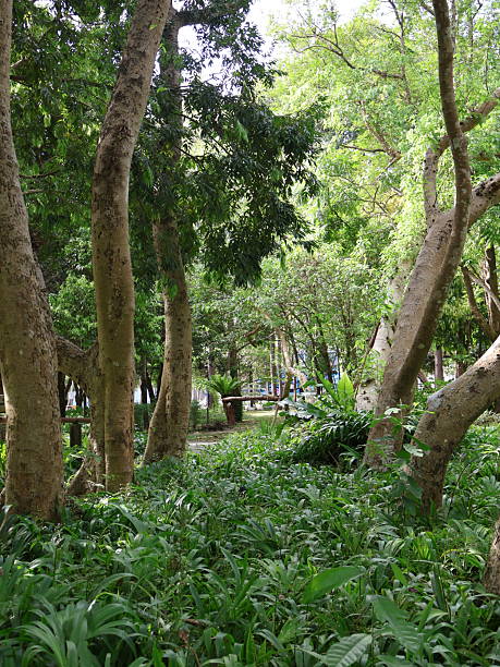 istock Lush green forest scene, vibrant foliage surrounding sturdy trees, natural light filtering through branches, serene outdoor setting. 2246935308