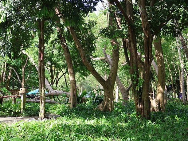 istock Lush forest scene, vibrant green foliage and towering trees, serene atmosphere ideal for relaxation and nature themes. 2246935310
