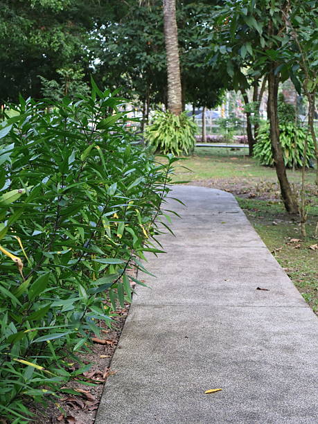 Quiet pathway surrounded by lush greenery, inviting stroll through nature, peaceful ambiance perfect for relaxation or reflection.