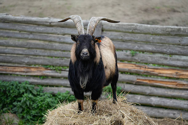 The domestic goat stands on a haystack and looks straight into eyes.