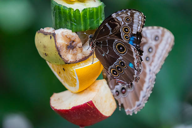 A Blue Morpho butterfly feeds on slices of banana, orange, apple, and cucumber, showing detailed wing patterns in a tropical environment.