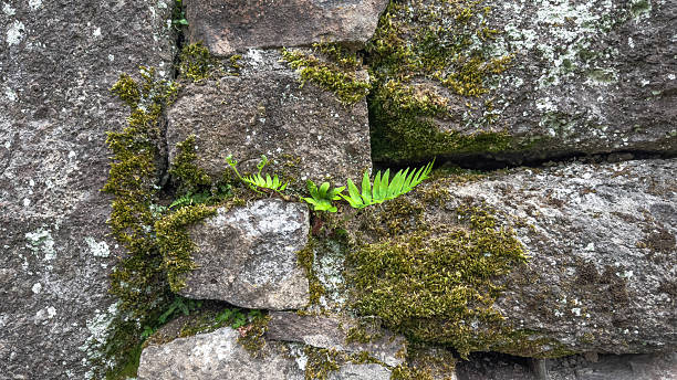 Bright green fern leaf grows between rough gray stones covered with moss, symbolizing resilience, natural harmony, and the persistence of life in harsh rocky environments of the forest ecosystem