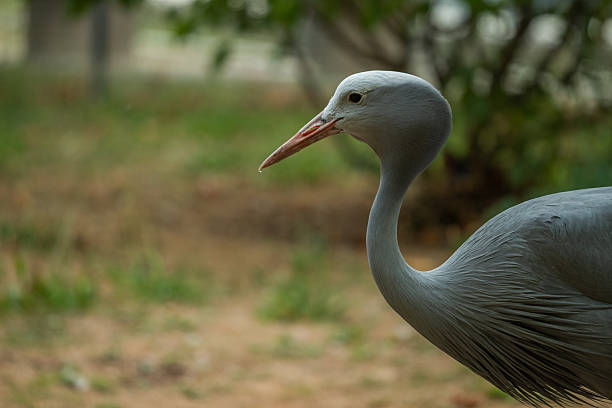 The demoiselle crane (Grus virgo) is a species of crane found in central Eurosiberia, ranging from the Black Sea to Mongolia and Northeast China.