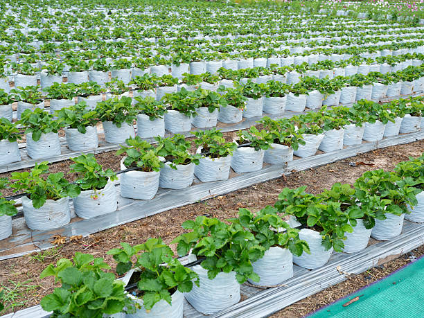 Growing strawberries in pots creates organized and efficient farming method. vibrant green leaves and structured rows showcase potential for fruitful harvest