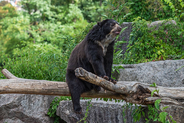 istock Side View of Spectacled Bear Perched on Log 2246938897