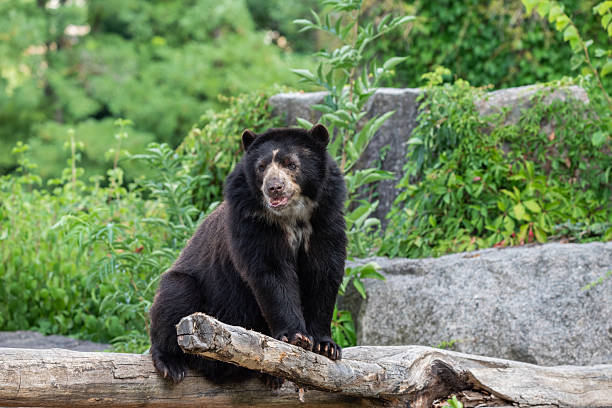 istock Spectacled Bear Resting on Log in Forest Habitat 2246938910