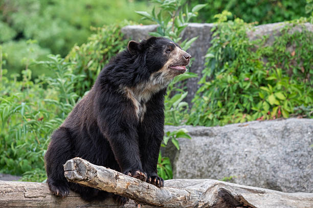 istock Spectacled Bear Resting on Large Wooden Log 2246938916
