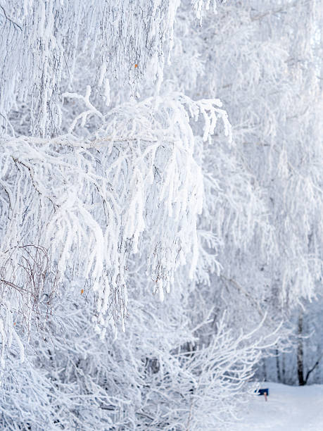 Tree branches in winter covered with snow and frost in snowfall. Frozen tree branches. Snow covered branches in winter forest. Magic white background.