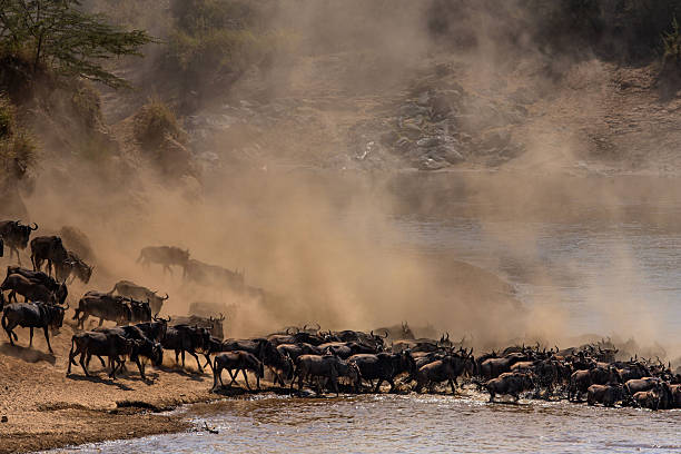 istock Wildebeests Rushing Into the Mara River Crossing 2246941360