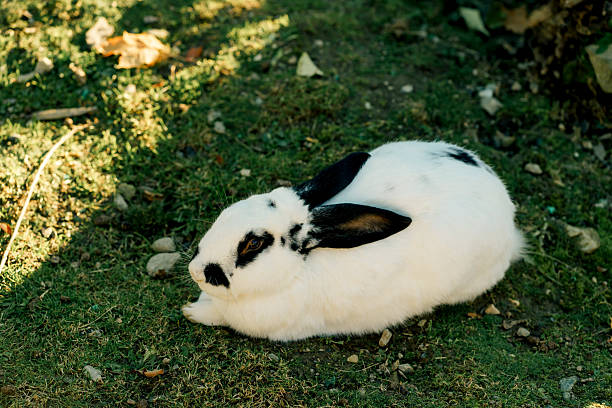 bunny Easter fluffy baby rabbit or new born rabbit. baby cute rabbit or new born adorable bunny. Easter Bunny.  Symbol of Easter day.