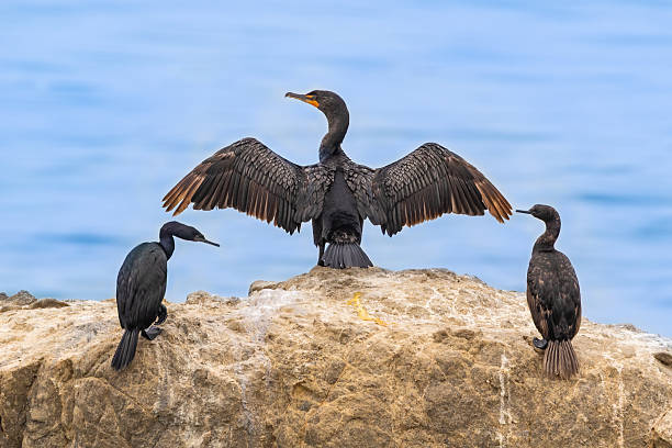 istock Three Brandt's cormorants on rock; center one with wings spread. 2246943418