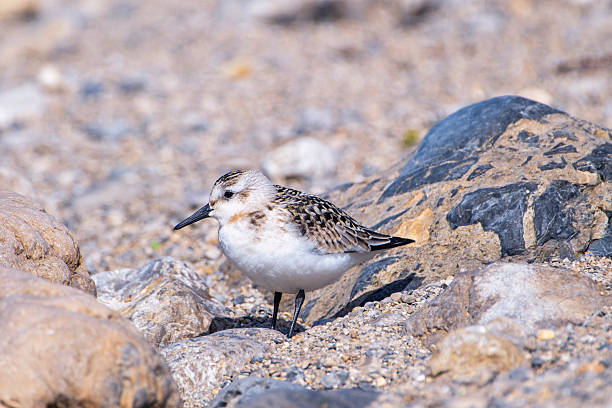 istock Sanderling resting among the stones on the coast. 2246944162