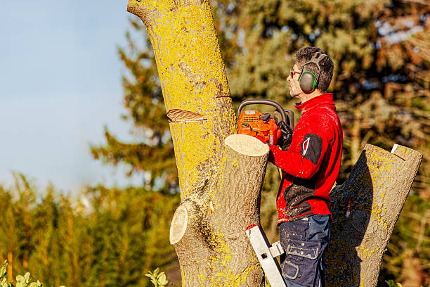 istock arborist cutting a tree. workman , worker without protective gear man on ladder climbing and cutting down a invasive tree (Paulownia tomentosa) 2246944221