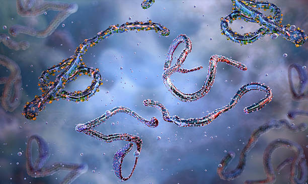 istock Marburg RNA virus filamentous structure. 2246944224