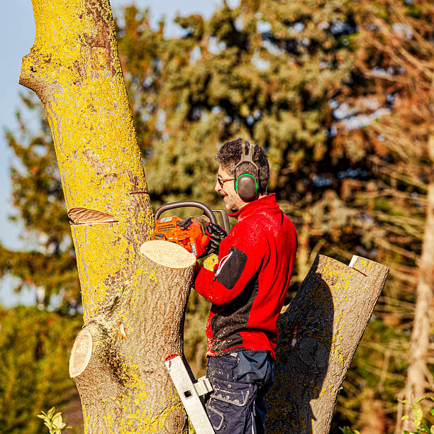 istock arborist cutting a tree. workman , worker without protective gear man on ladder climbing and cutting down a invasive tree (Paulownia tomentosa) 2246944356