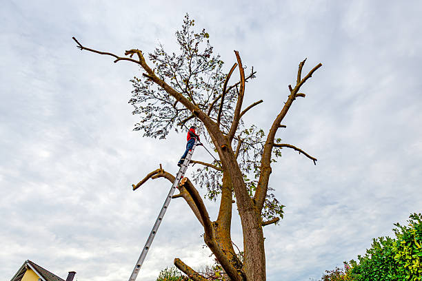 istock arborist cutting a tree. workman , worker without protective gear man on ladder climbing and cutting down a invasive tree (Paulownia tomentosa) 2246944743