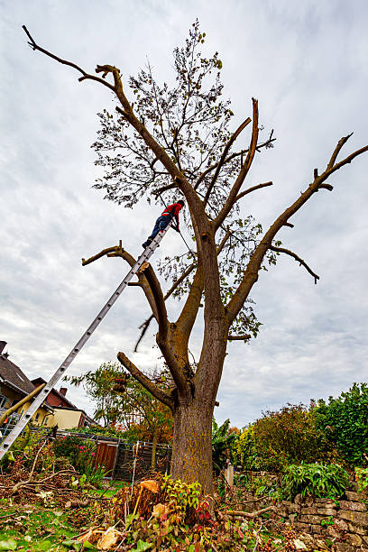 istock arborist cutting a tree. workman , worker without protective gear man on ladder climbing and cutting down a invasive tree (Paulownia tomentosa) 2246944879