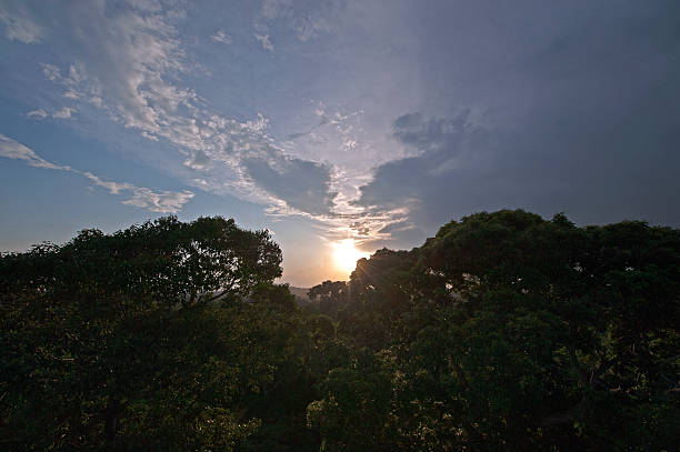 As part of the Amazon rainforest, Cristalino Rainforest Reserve is an extremely important area for its biodiversity, and exceptional number of species, making it one of the richest places to observe birds, mammals, butterflies and orchids in primary forest. The Amazon itself is home to more plant and animal species than any other terrestrial ecosystem, containing approx. 30% of the world’s species. Its biodiversity is astounding, with a single bush may contain more species of ants than the entire UK, with a single hectare of forest containing more than 480 tree species. The rainforest reserve covers 12,000 hectares, on the southern edge of the Amazon Basin. Cristalino River is connected to other protected areas, thereby forming a huge conservation corridor in the Southern Amazon.