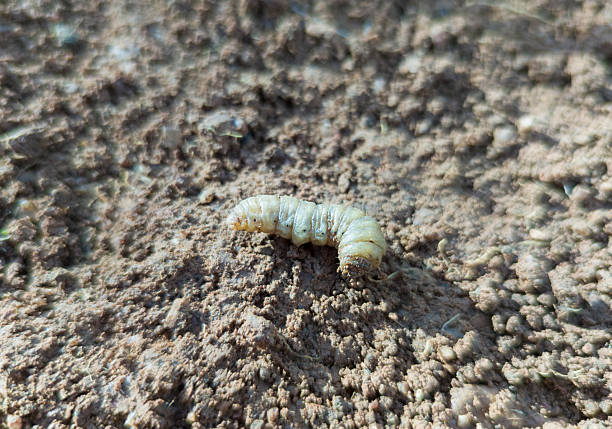 Whiteworm larvae or Gallina Ciega. Larvae of different species of beetles considered polyphagous pest
