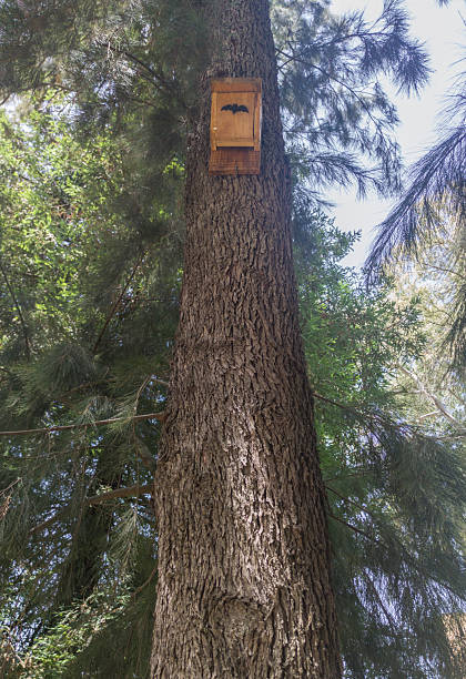 istock Wooden nest box or bat shelter attached to high tree trunk 2246945541