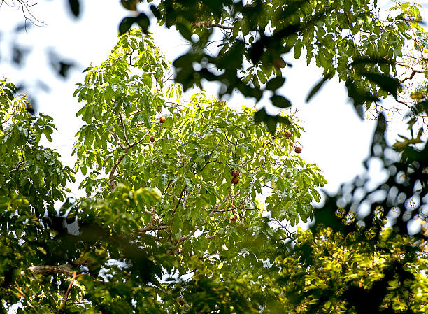 As part of the Amazon rainforest, Cristalino Rainforest Reserve is an extremely important area for its biodiversity, and exceptional number of species, making it one of the richest places to observe birds, mammals, butterflies and orchids in primary forest. The Amazon itself is home to more plant and animal species than any other terrestrial ecosystem, containing approx. 30% of the world’s species. Its biodiversity is astounding, with a single bush may contain more species of ants than the entire UK, with a single hectare of forest containing more than 480 tree species. The rainforest reserve covers 12,000 hectares, on the southern edge of the Amazon Basin. Cristalino River is connected to other protected areas, thereby forming a huge conservation corridor in the Southern Amazon.