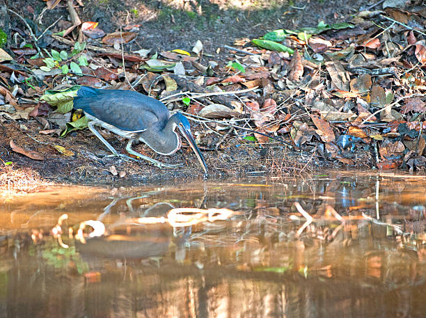 As part of the Amazon rainforest, Cristalino Rainforest Reserve is an extremely important area for its biodiversity, and exceptional number of species, making it one of the richest places to observe birds, mammals, butterflies and orchids in primary forest. The Amazon itself is home to more plant and animal species than any other terrestrial ecosystem, containing approx. 30% of the world’s species. Its biodiversity is astounding, with a single bush may contain more species of ants than the entire UK, with a single hectare of forest containing more than 480 tree species. The rainforest reserve covers 12,000 hectares, on the southern edge of the Amazon Basin. Cristalino River is connected to other protected areas, thereby forming a huge conservation corridor in the Southern Amazon.