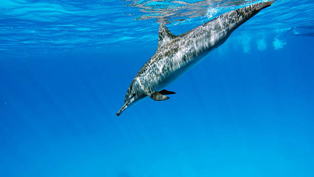 istock Dolphins. Spinner dolphin. Stenella longirostris is a small dolphin that lives in tropical coastal waters around the world. 2246945977