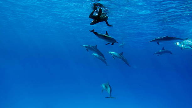 istock Dolphins. Spinner dolphin. Stenella longirostris is a small dolphin that lives in tropical coastal waters around the world. 2246946025