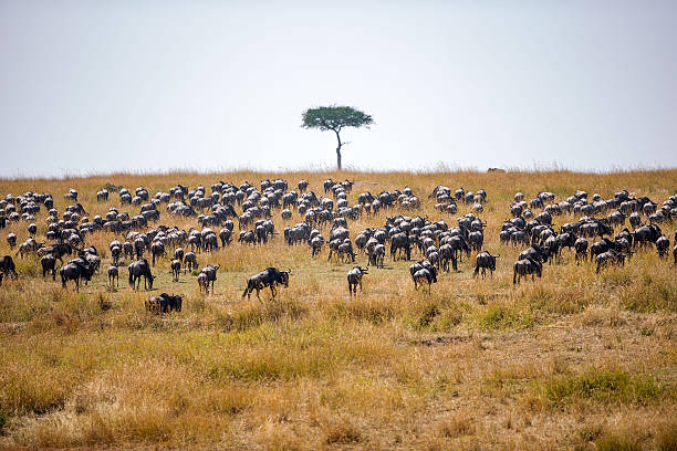 Wildebeests that have crossed the Mara River spread out across the Masai Mara grasslands, grazing calmly after the intense movement of the Great Migration. The open savanna and the iconic lone tree in the background highlight the vastness of their habitat.
