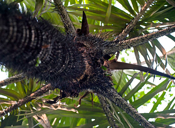 Harvested fruit of Palmiste palm (Deckenia nobilis), known as millionaire's salad palm or fresh palm heart, spaghetti-like flowers, in Vallee de Mai Nature Reserve on Praslin Island, Seychelles.