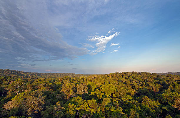 istock Amazon forest canopy at dusk, Cristalino Rainforest Reserve, Amazon Basin, Brazil 2246947514
