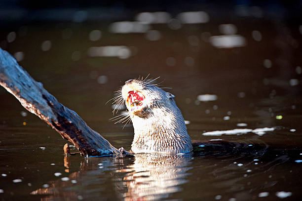 single Asian Small-clawed Otter (Aonyx cinereus) eating a fish head at Dartmoor Otters and Buckfast Butterflies, Devon, UK