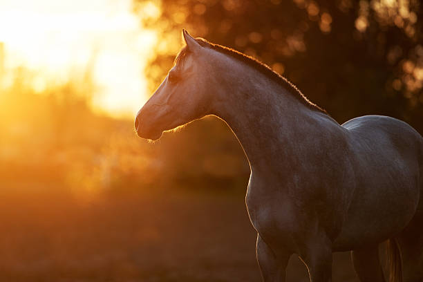 istock Horse portrait in sunlight 2246948688
