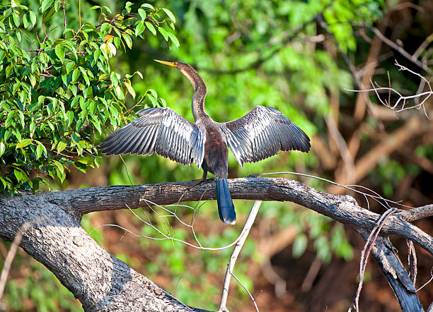 As part of the Amazon rainforest, Cristalino Rainforest Reserve is an extremely important area for its biodiversity, and exceptional number of species, making it one of the richest places to observe birds, mammals, butterflies and orchids in primary forest. The Amazon itself is home to more plant and animal species than any other terrestrial ecosystem, containing approx. 30% of the world’s species. Its biodiversity is astounding, with a single bush may contain more species of ants than the entire UK, with a single hectare of forest containing more than 480 tree species. The rainforest reserve covers 12,000 hectares, on the southern edge of the Amazon Basin. Cristalino River is connected to other protected areas, thereby forming a huge conservation corridor in the Southern Amazon.