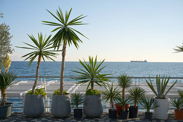 Row of yucca and palm trees in pots on a seafront promenade with a ship on the horizon. Travel, tropical, resort, seascape.