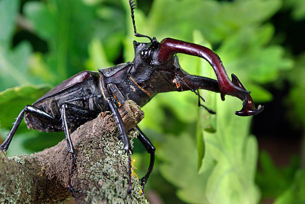 European stag beetle, or the greater stag beetle male on the forest floor during a springtime day in the Veluwe nature reserve in Gelderland, The Netherlands.