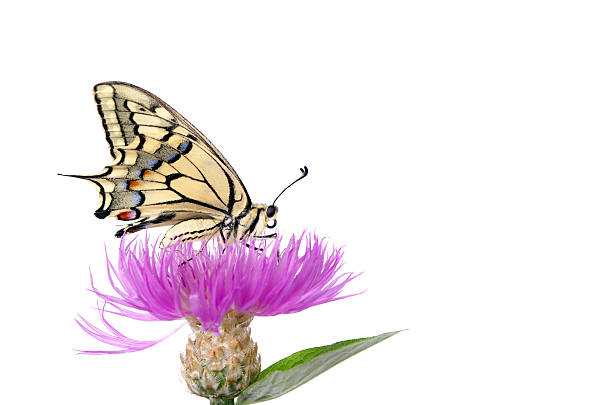 Butterfly on a flower isolated on white.  Swallowtail butterfly, Papilio machaon