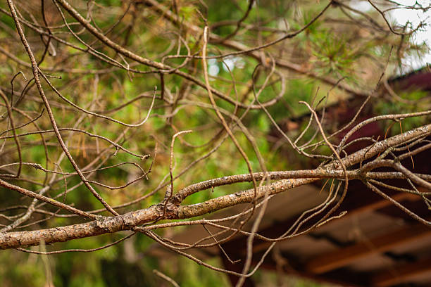 A close-up of dry pine branches with sparse green needles, set against a blurred background of a building roof and bright sky, capturing the delicate textures of late autumn woodland decay.