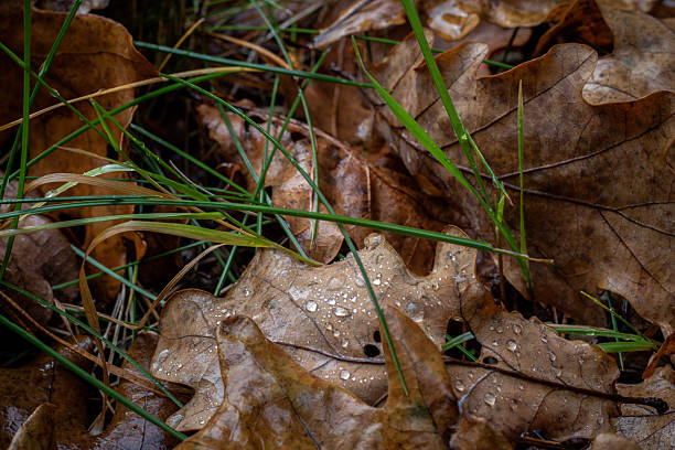 Close-up of wet fallen oak leaves on the ground with scattered rain droplets and green grass blades. The image captures autumn decay and moisture in a forest or park floor setting.