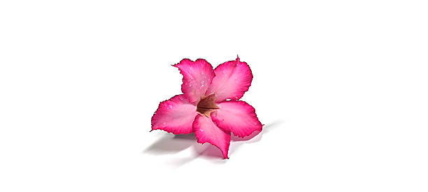 istock Pink flowers on a white background 2246952073