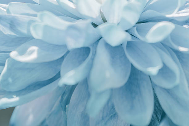 istock Unique teal-grey floral abstract background with soft blurred petals, creating a serene texture 2246952129