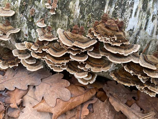 istock Autumn forest mushrooms in old woods 2246953384