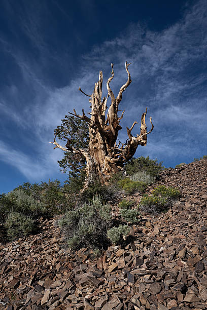 istock Ancient Bristlecone Pine Tree in White Mountains, California. 2246957349