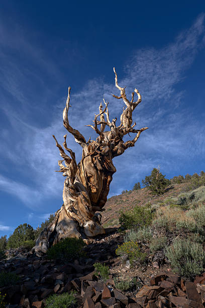 istock Ancient Bristlecone Pine Tree in White Mountains, California. 2246957387