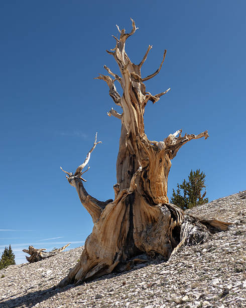 istock Ancient Bristlecone Pine Tree in White Mountains, California. 2246957508